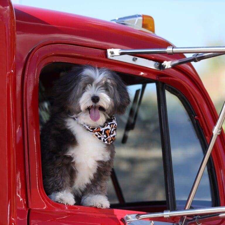 8 Tips for Traveling with an Anxious Dog