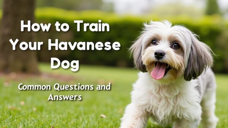How to Train Your Havanese Dog:  Common Questions and Answers