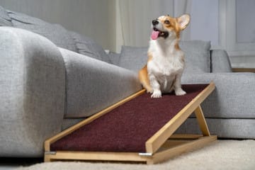 Finding The Perfect Dog Ramp For Your Furry Friend