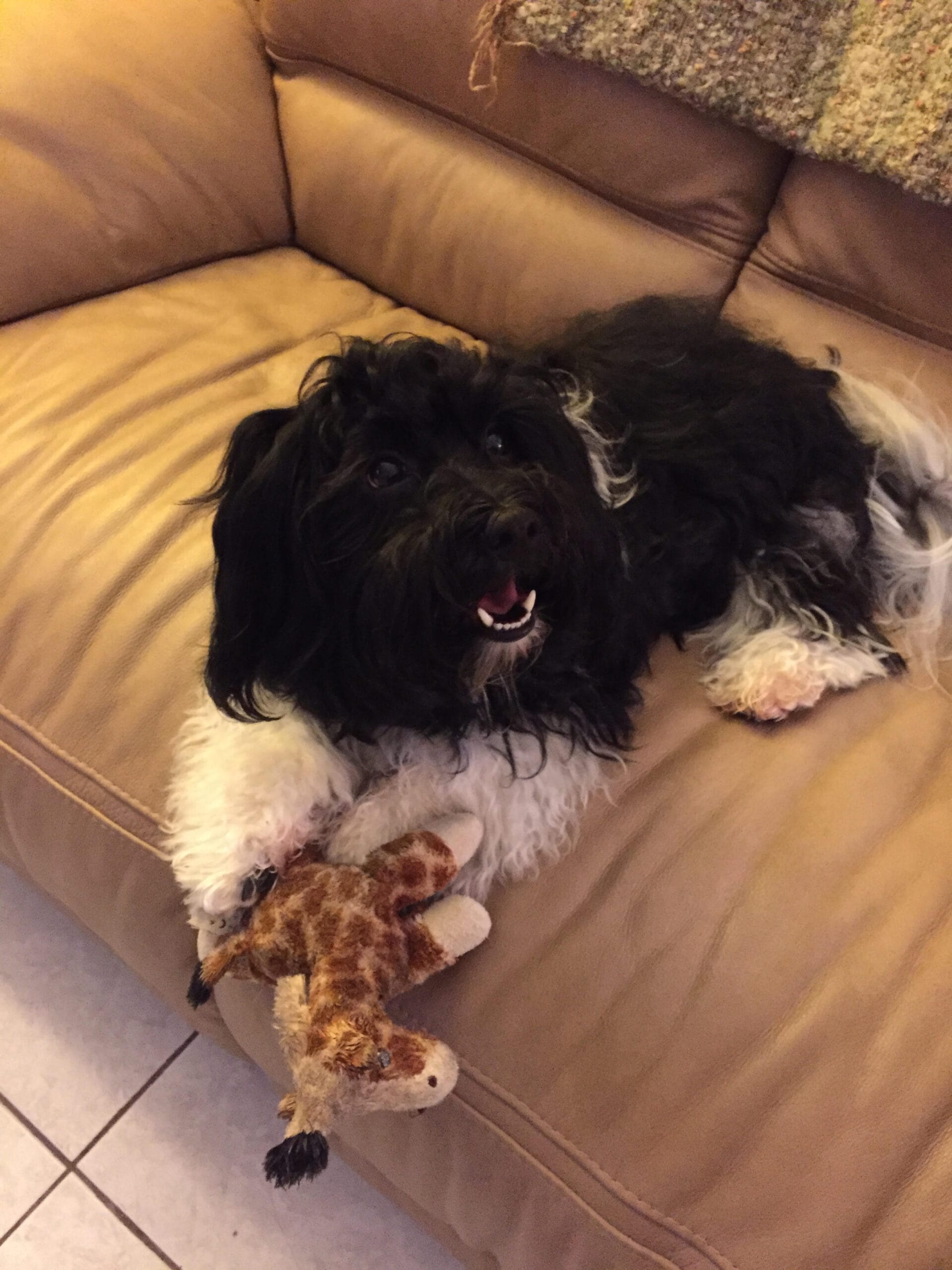 Havanese Lifespan: How Long Do Havanese Live? Havanese Lifespan: How Long Do Havanese Live?