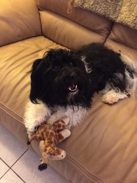 A black and white Havanese dog laying on a couch with a stuffed giraffe.
