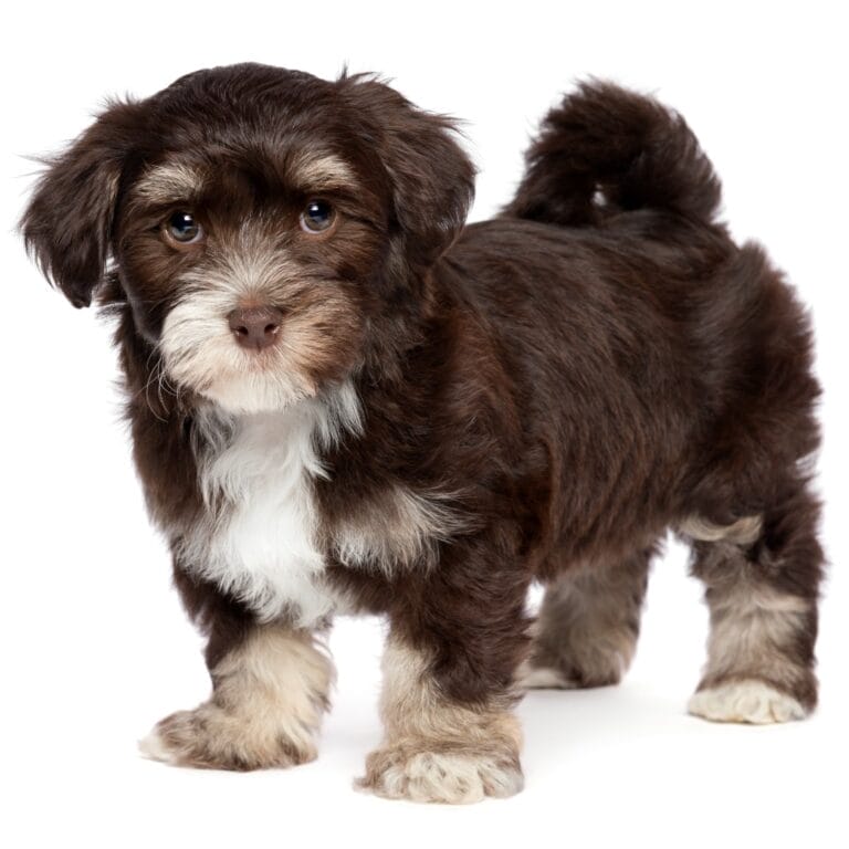 Chocolate Havanese: The New Must-Have Designer Dog Breed