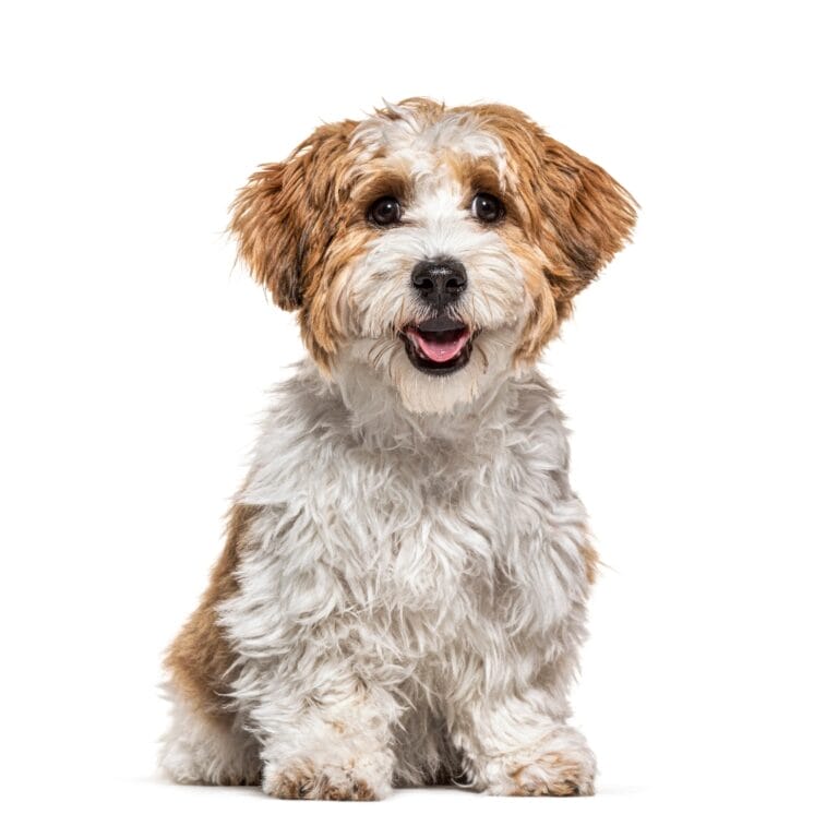Havanese Dog Training:  Discipline Hacks Only the Pros Know