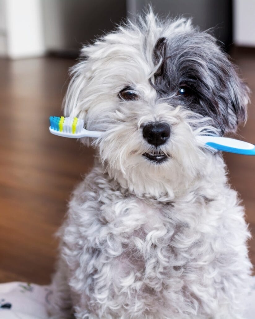 Dog teeth cleaning