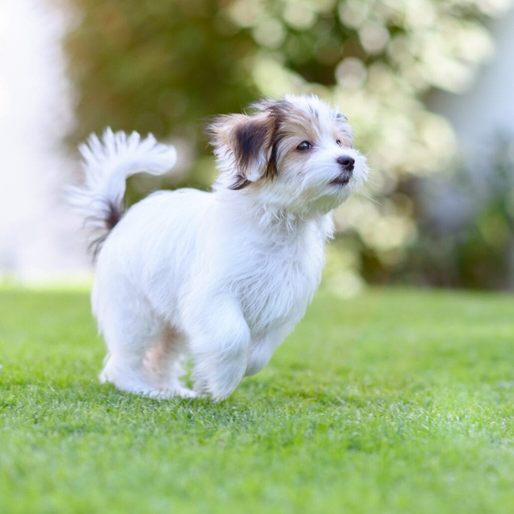 A small puppy with a white and brown coat sprinting on the grass, showcasing various tail positions.