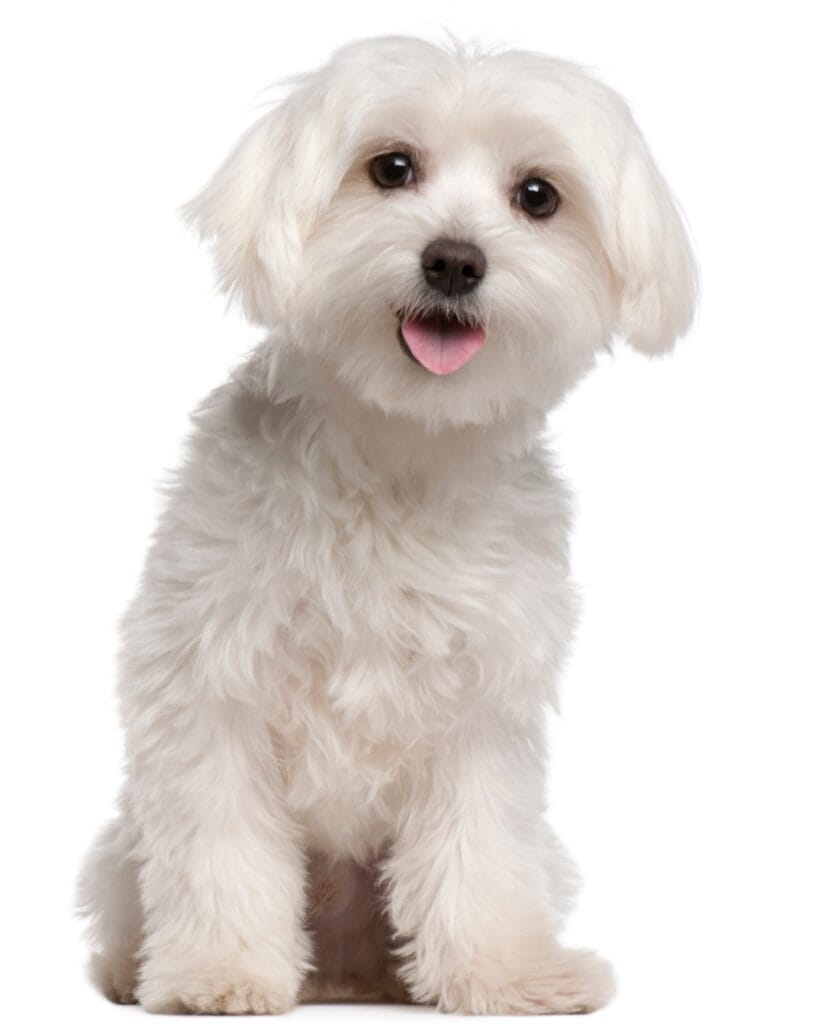 Havanese v. Maltese