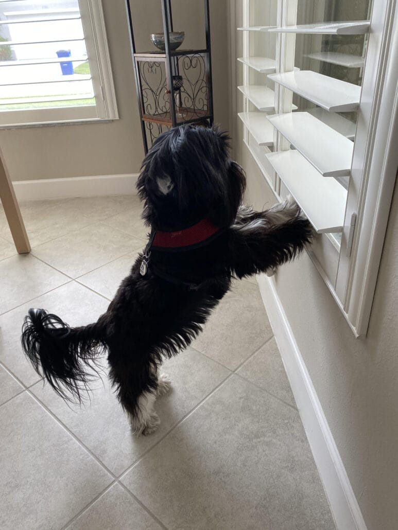 A black and white dog playfully reaching for a window blind with its tail wagging in excitement.