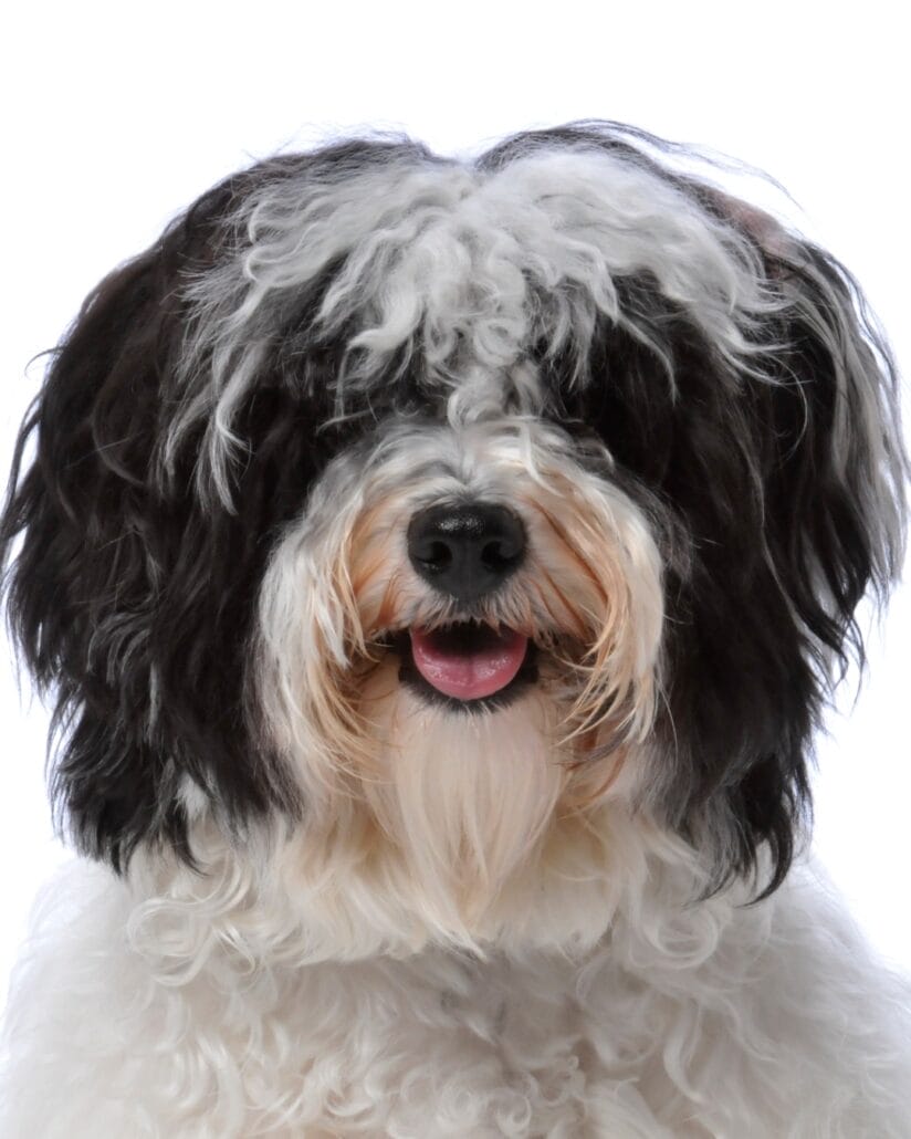 A black and white Havanese dog is smiling in front of a white background.