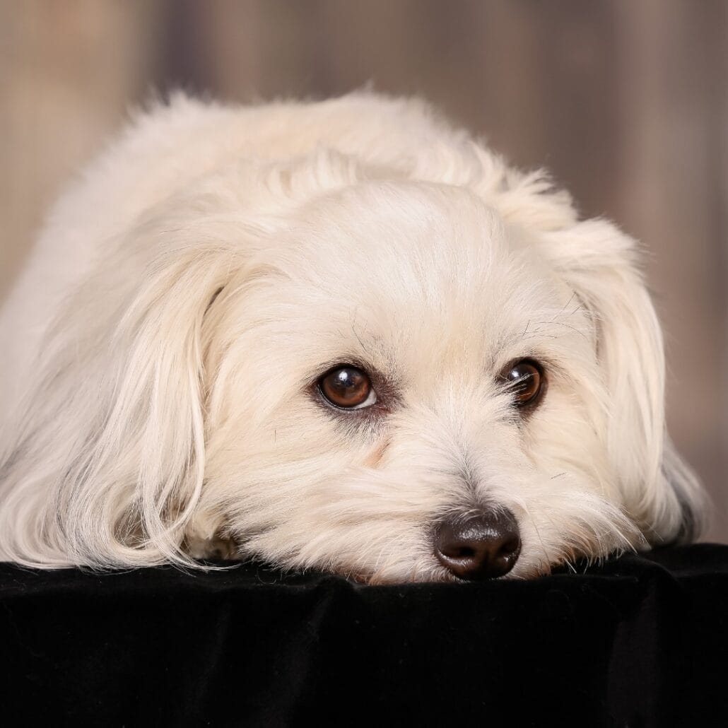 A white Havanese dog laying on top of a black cloth.