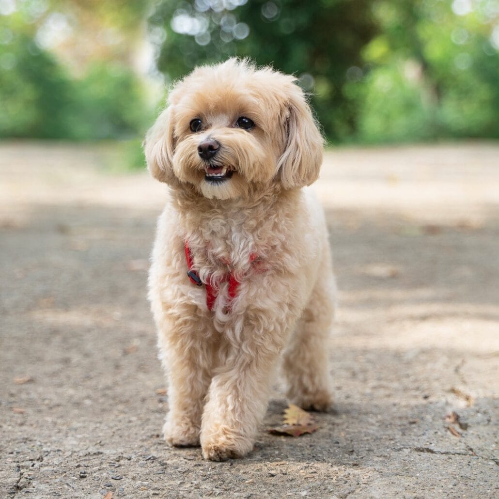 A small poodle dog standing on a sidewalk.