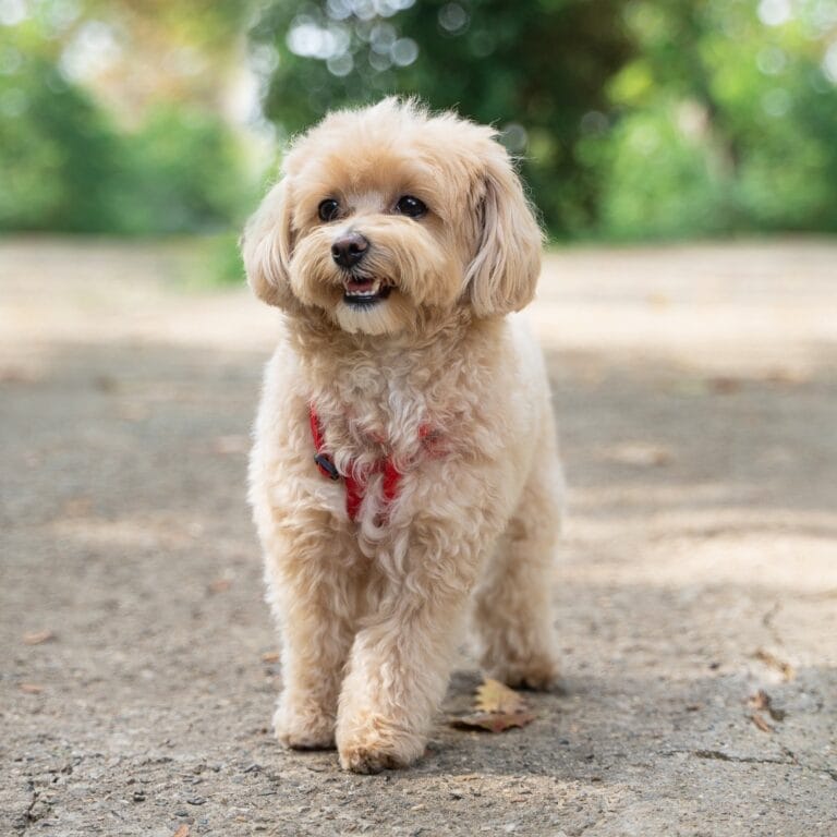 Dogs Similar to Havanese: Finding the Perfect Companion