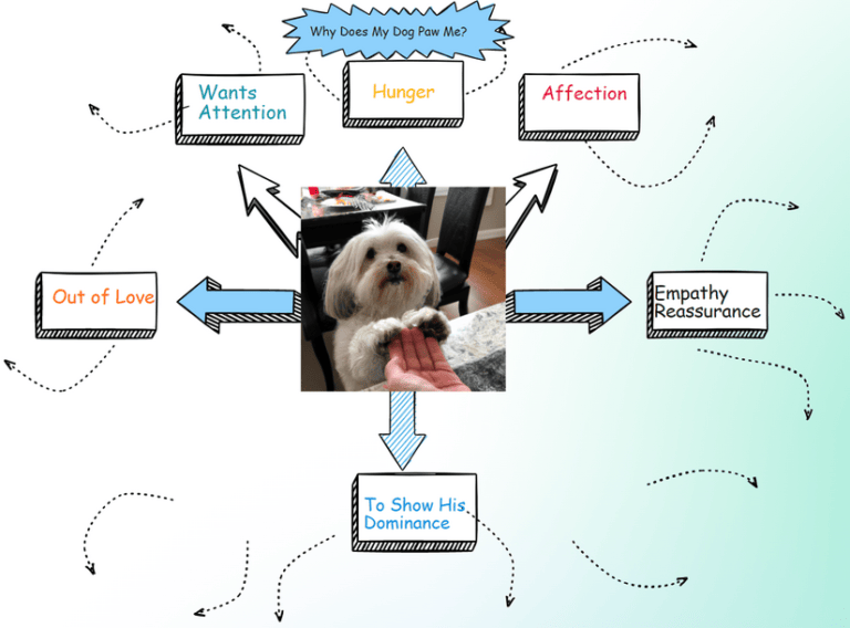 Why Does My Dog Put His Paw on Me?