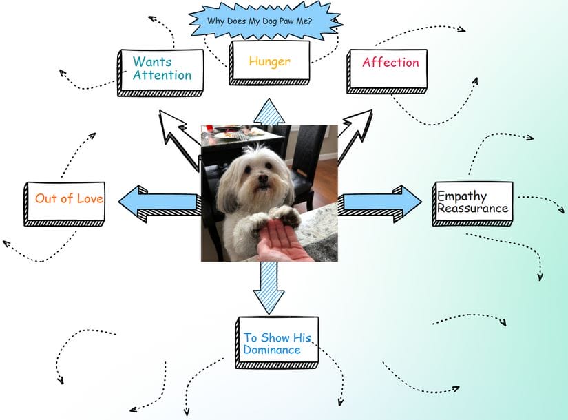 Why Does My Dog Put His Paw on Me?