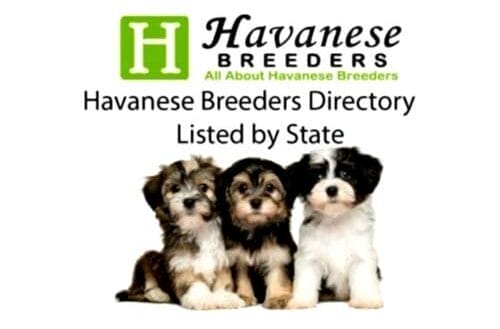 Havanese puppy
