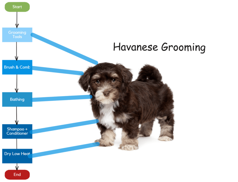 15 Tips for Grooming a Havanese at Home