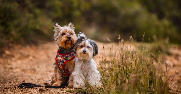 Havanese Yorkie Mix [Questions Answered]