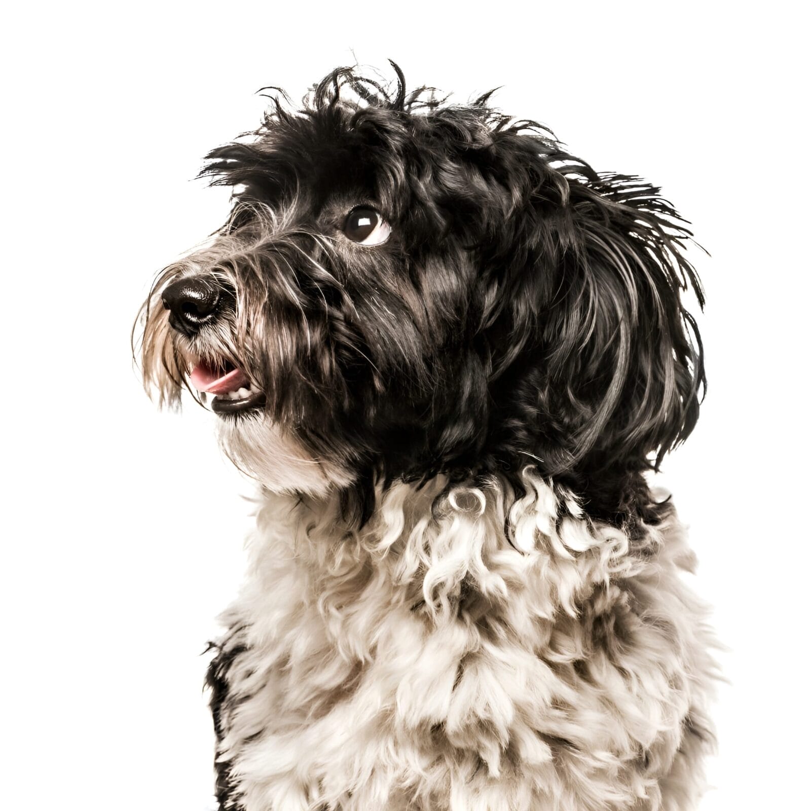 Adopt, Don’t Shop: Heartwarming Rescue Stories Of Havanese Dogs Finding Their Forever Homes