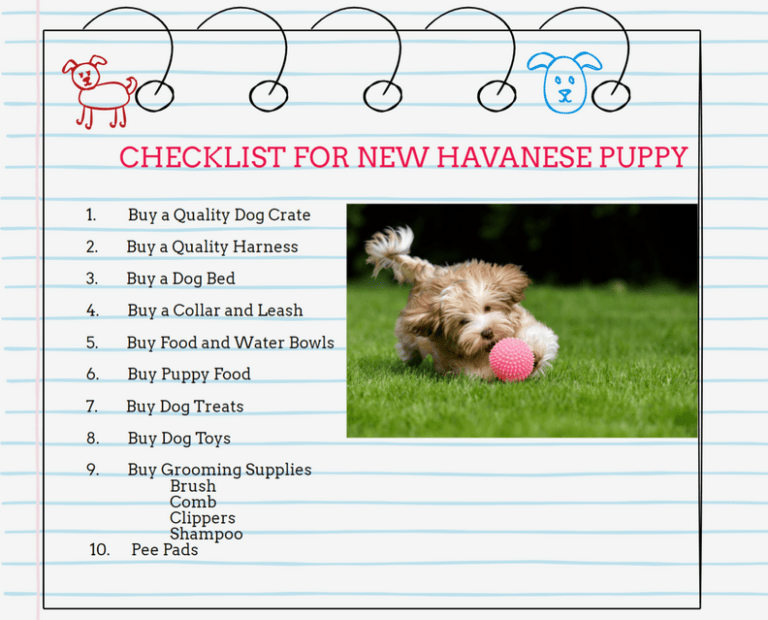 How to prepare for a Havanese puppy: What You Need to Buy