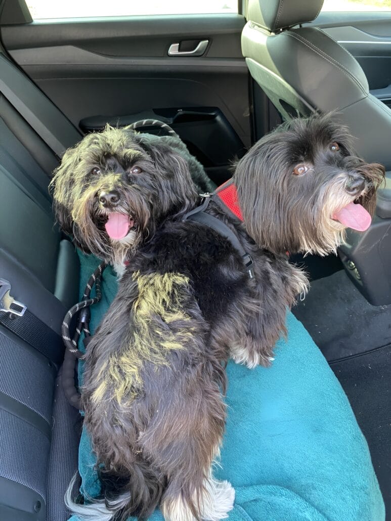 Two dogs sitting in the back seat of a car.