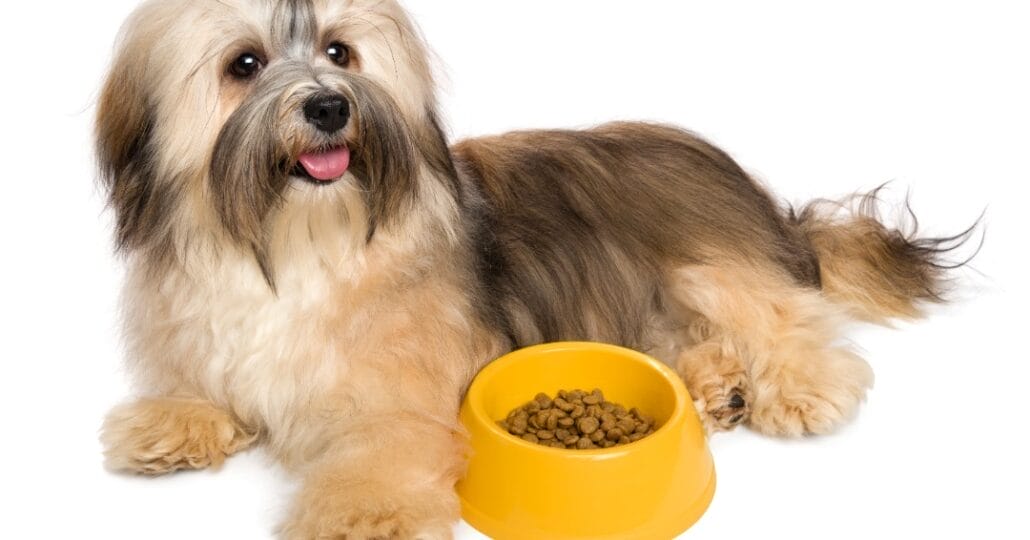 A dog sitting next to a yellow bowl of food.