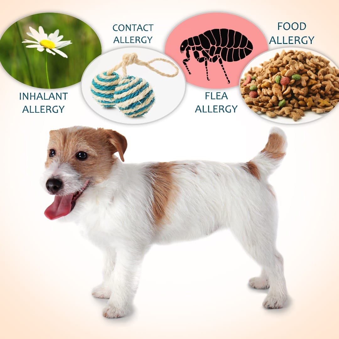Allergies in Dogs: Causes, Symptoms, and Treatment Allergies in Dogs: Causes, Symptoms, and Treatment