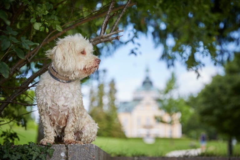 15 Things to Know Before Bringing Home a Havanese