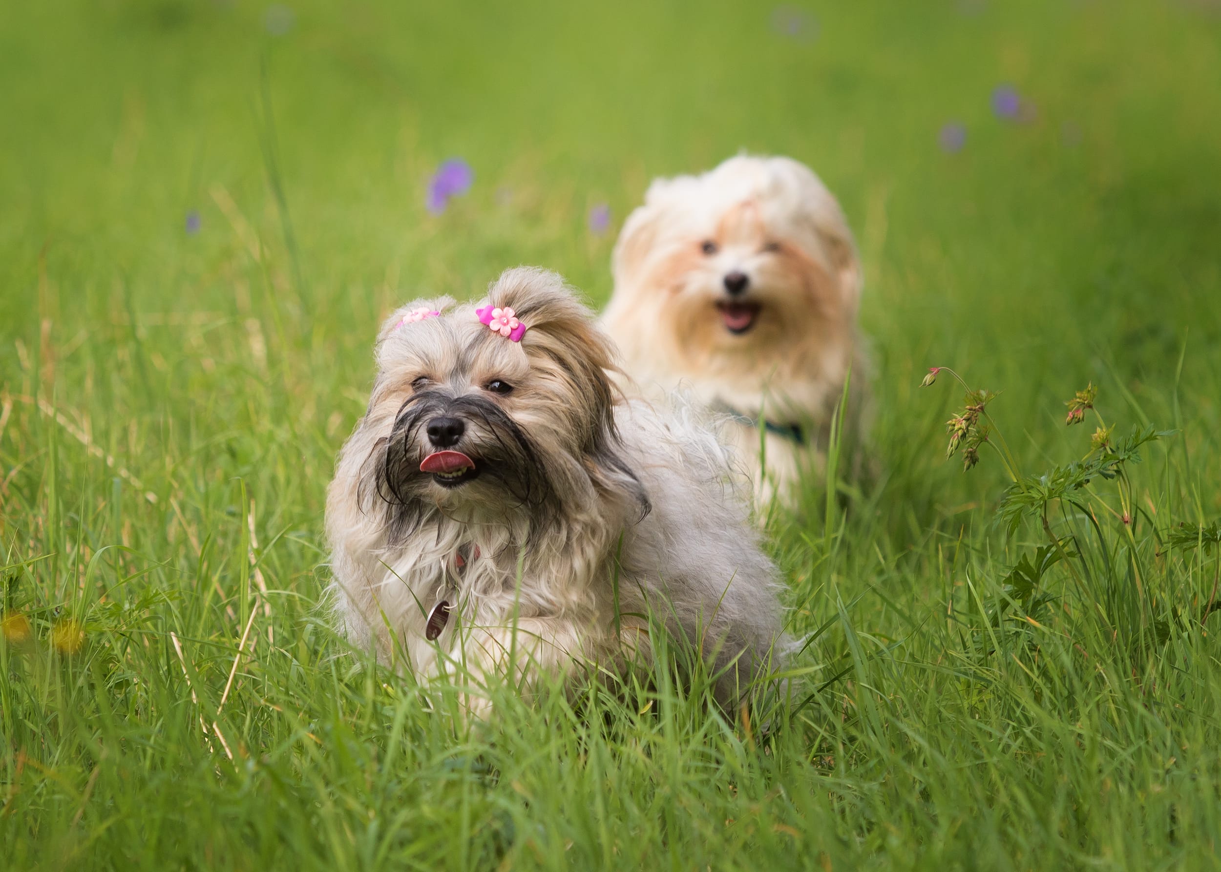 Unveiling the Best Places to Discover Havanese Puppies for Sale Unveiling the Best Places to Discover Havanese Puppies for Sale