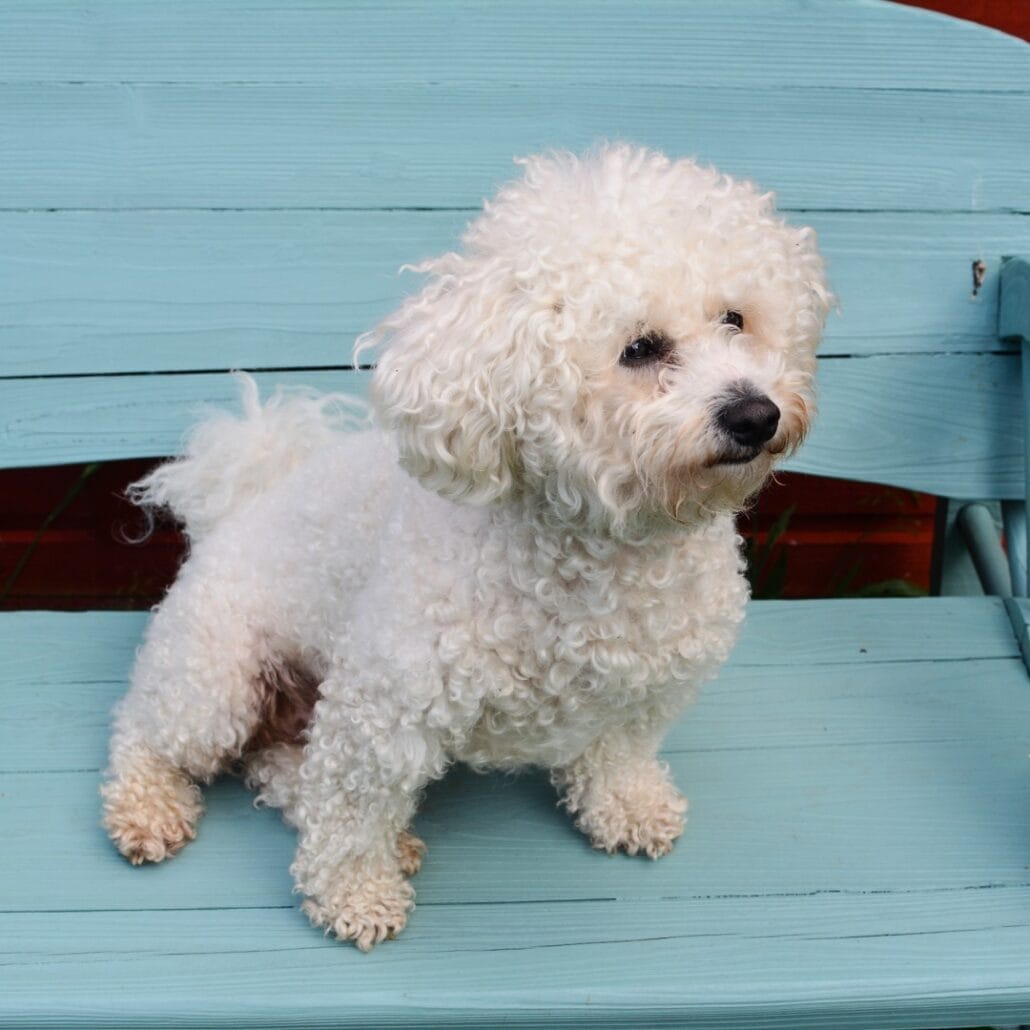 A white Bichon Frise sitting on a blue bench.