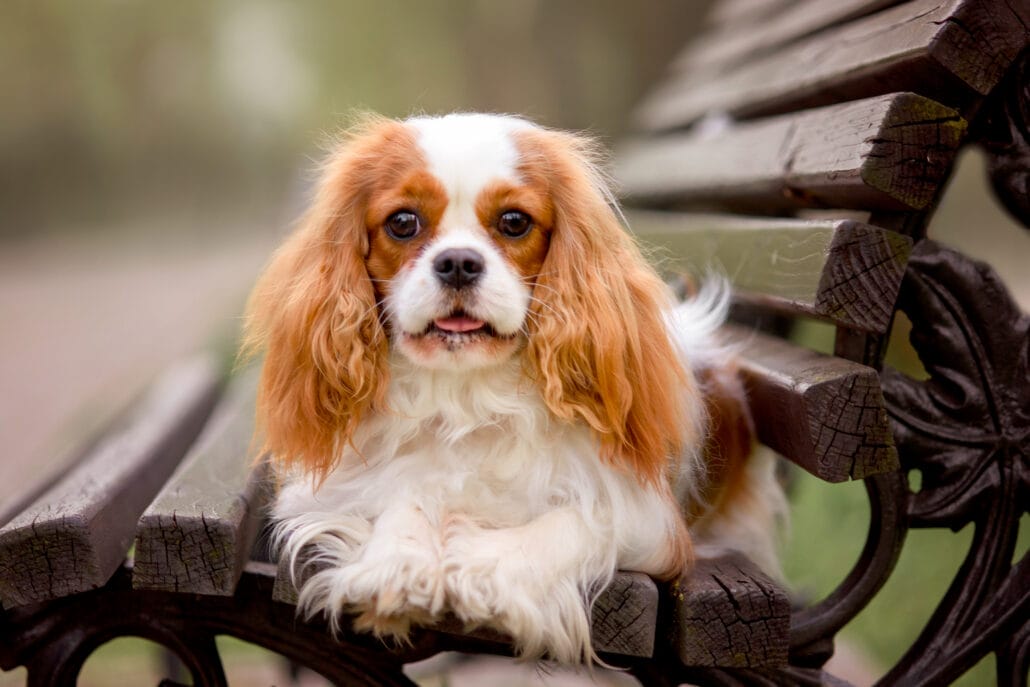 A Kind Charles Spaniel  dog sitting on a bench.