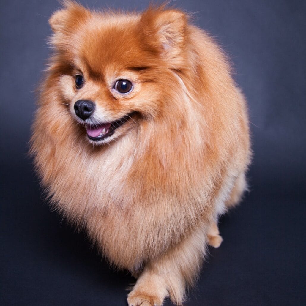 A pomeranian dog is standing on a black background.