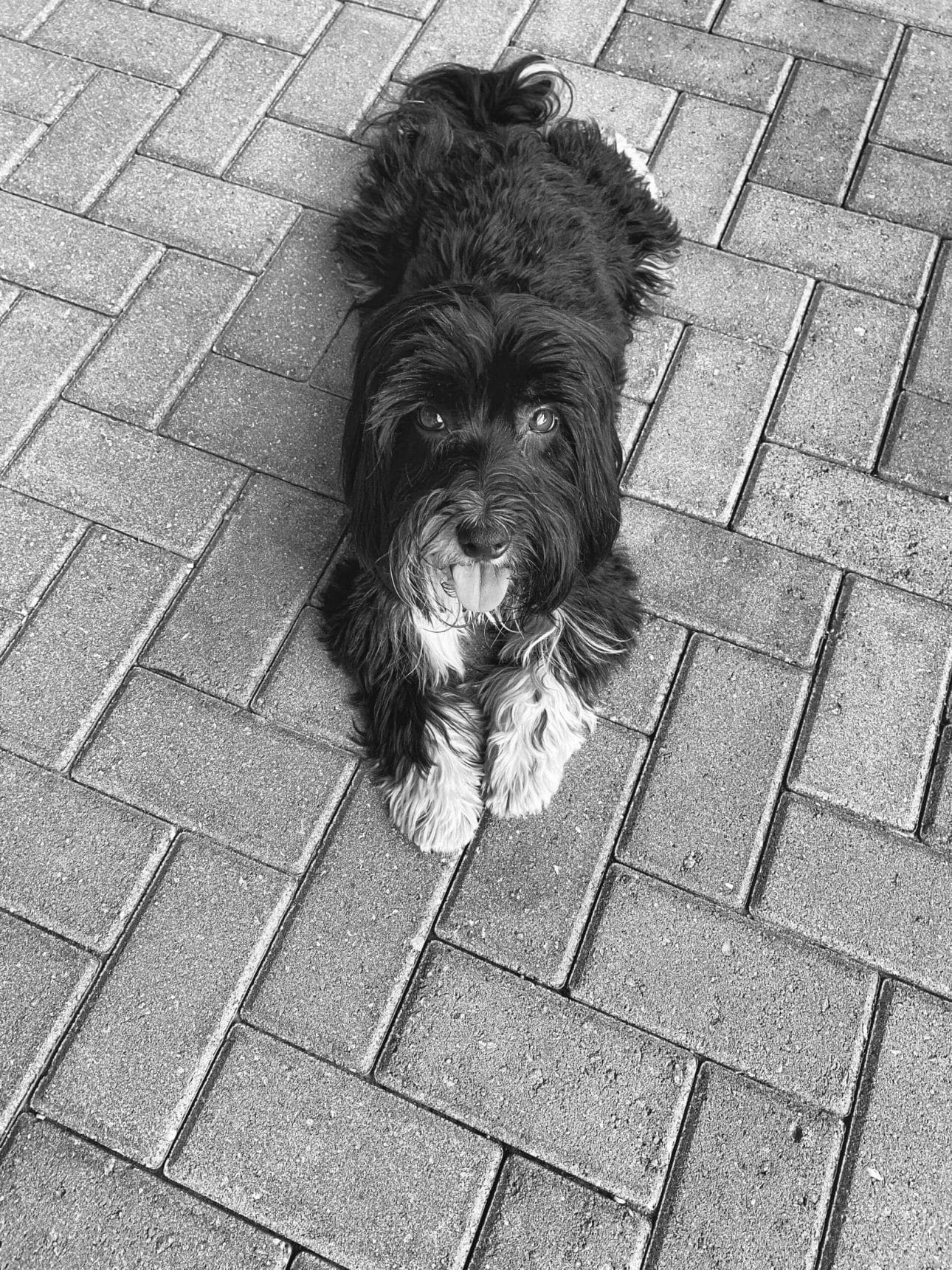 sammy6-1 Black havanese dog laying on a patio