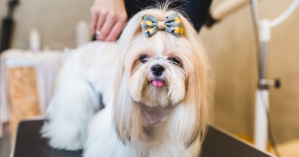 A dog is being groomed in a salon.