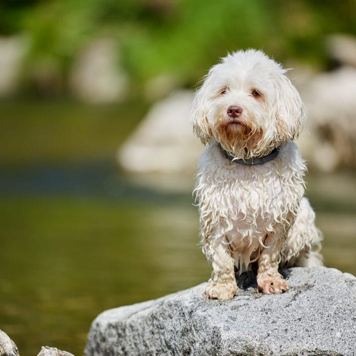 A white dog sitting on a rock.