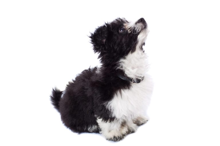 The Havanese Bichon Mix: A Perfect Companion for All Ages