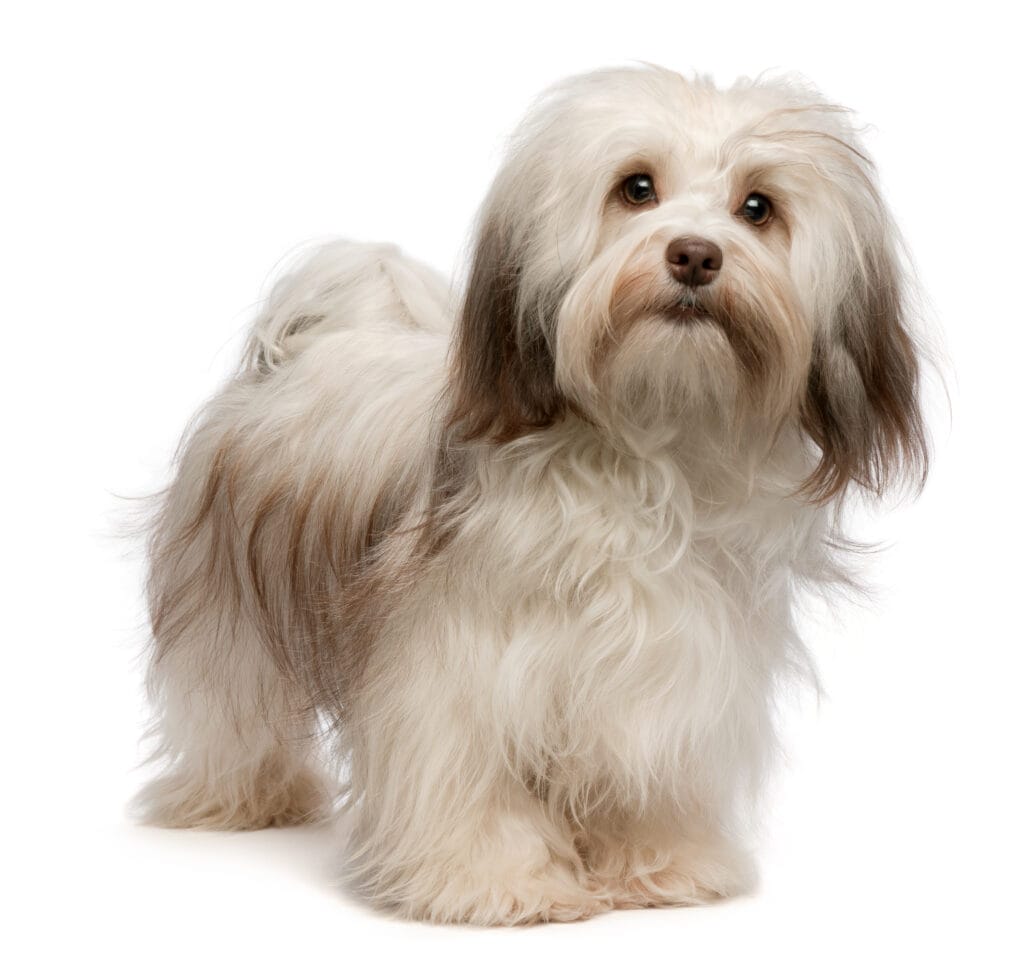 A small white and brown dog standing in front of a white background.