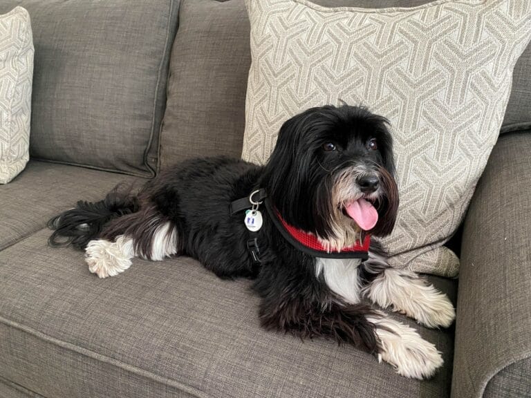 Adopting a Havanese: Steps to Welcoming Your New Family Member