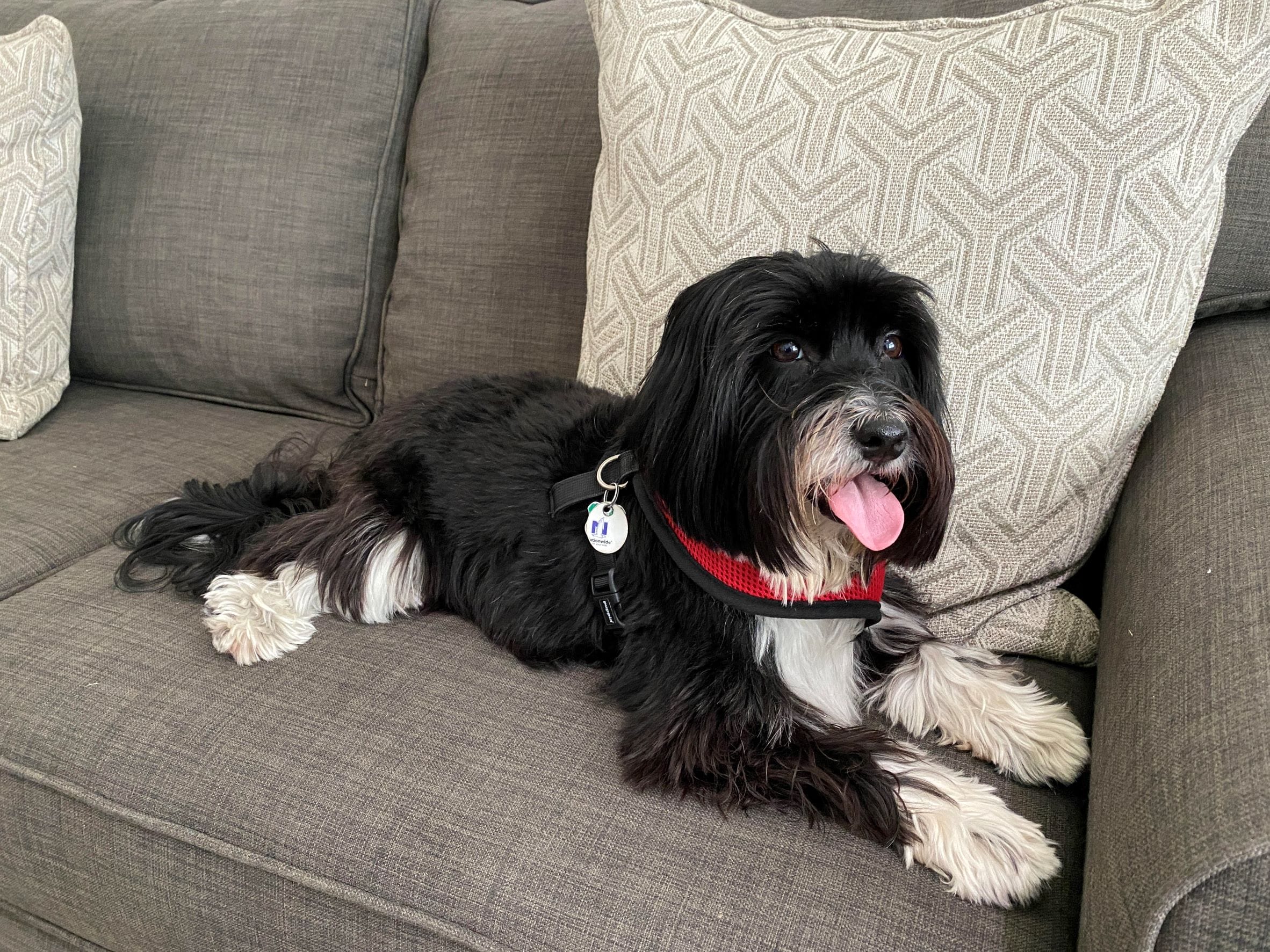 Adopting a Havanese: Steps to Welcoming Your New Family Member Adopting a Havanese: Steps to Welcoming Your New Family Member