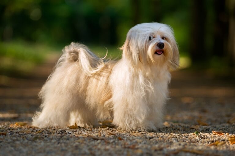 Havanese Growth and weight chart: How Big Will My Havanese Get?