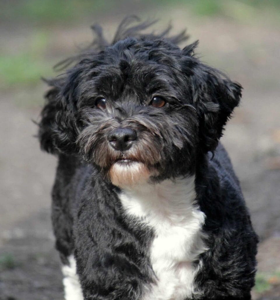 A black and white dog is standing on the ground.
