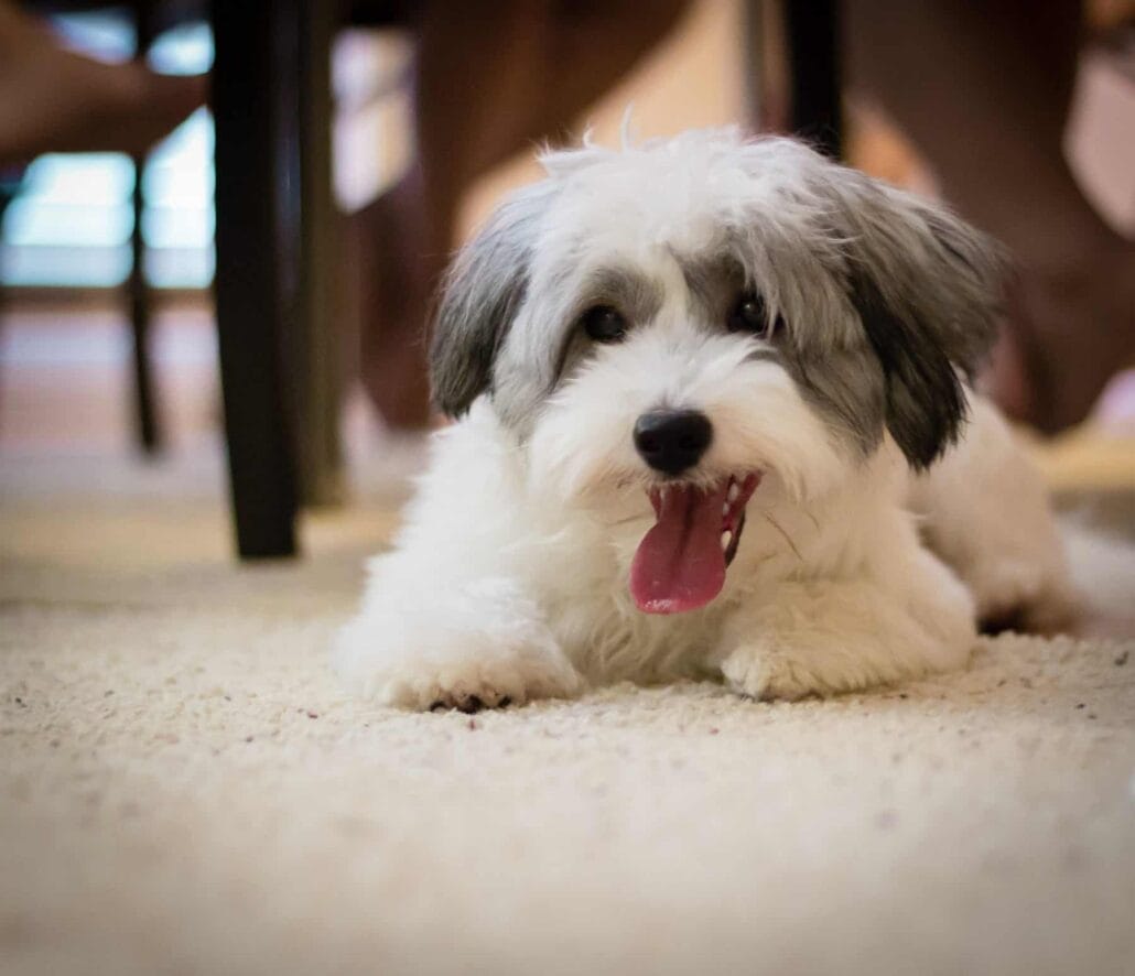 A dog is laying on the floor.