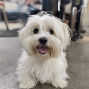 Havanese Tear Stains: What They Are and How to Get Rid of Them