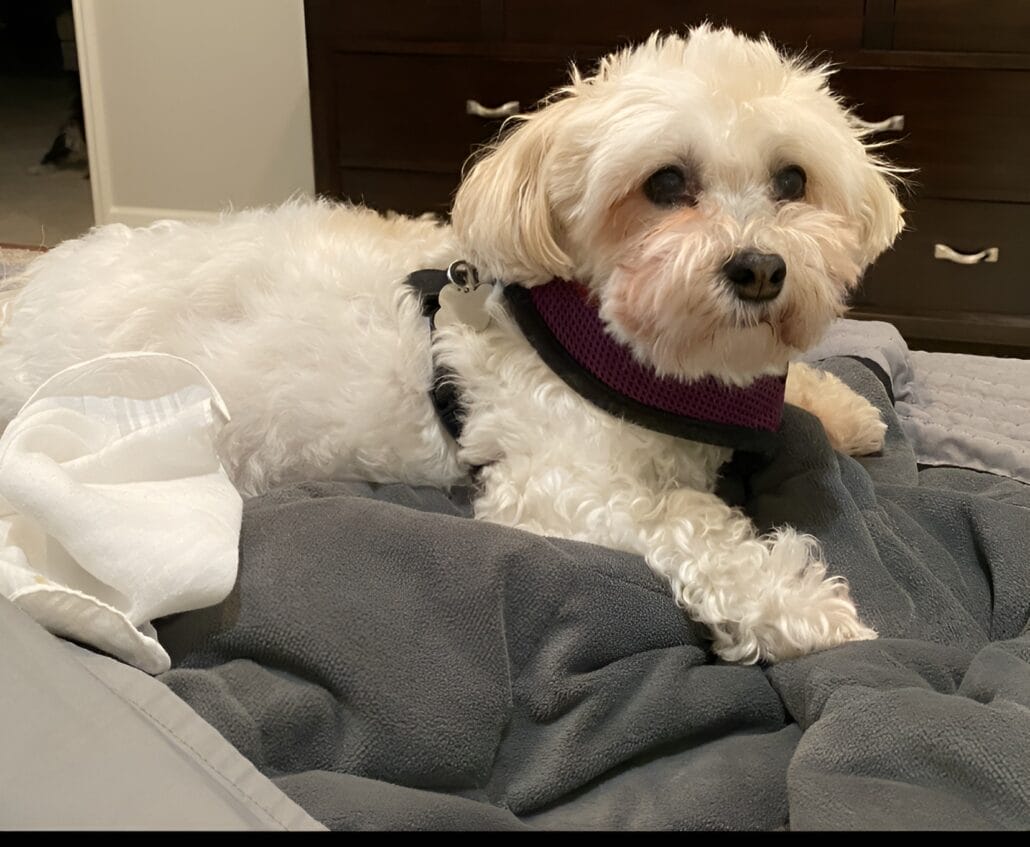 A small white dog laying on a bed.