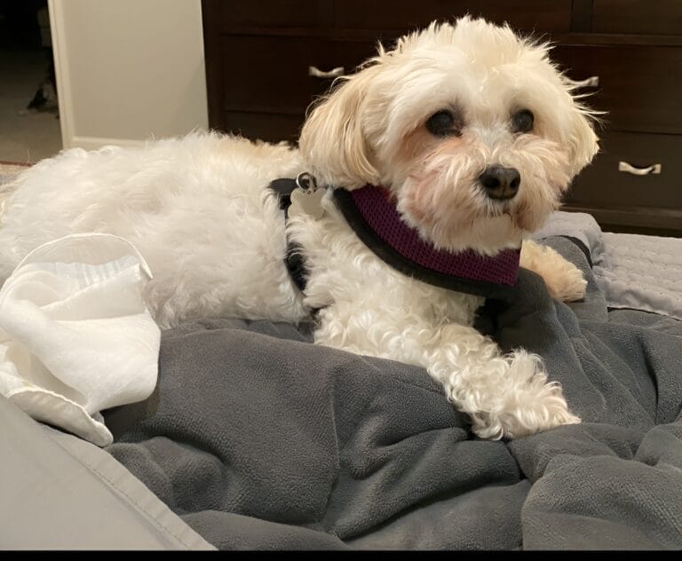 How Botanical Extracts Can Provide Pain Relief for Your Aging Havanese