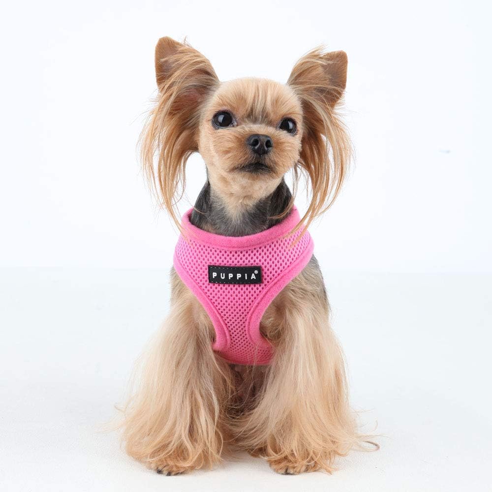 A small dog wearing a pink harness.