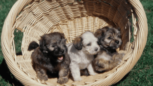 The First Night With a Havanese Puppy: Survival Tips