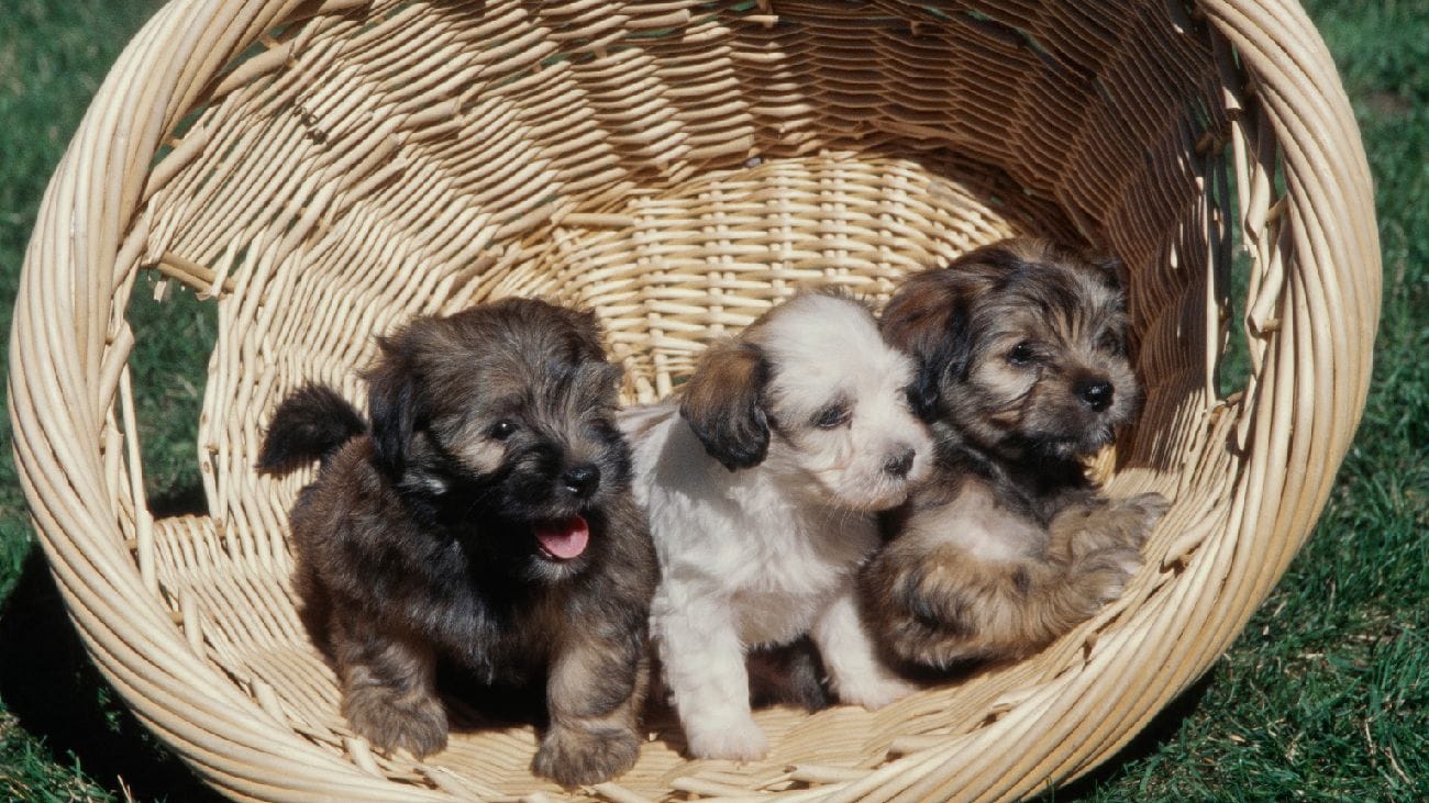 Tips for Maintaining a Healthy Diet for Your Havanese Puppy