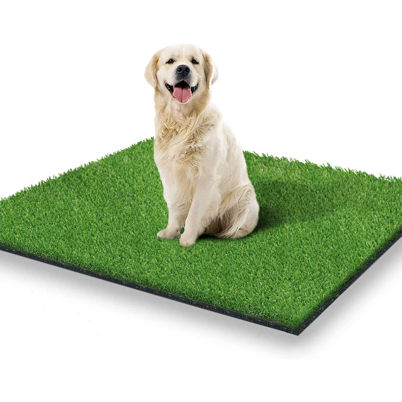 A happy golden retriever sitting on a square of artificial grass, looking directly at the camera with its tongue out.
