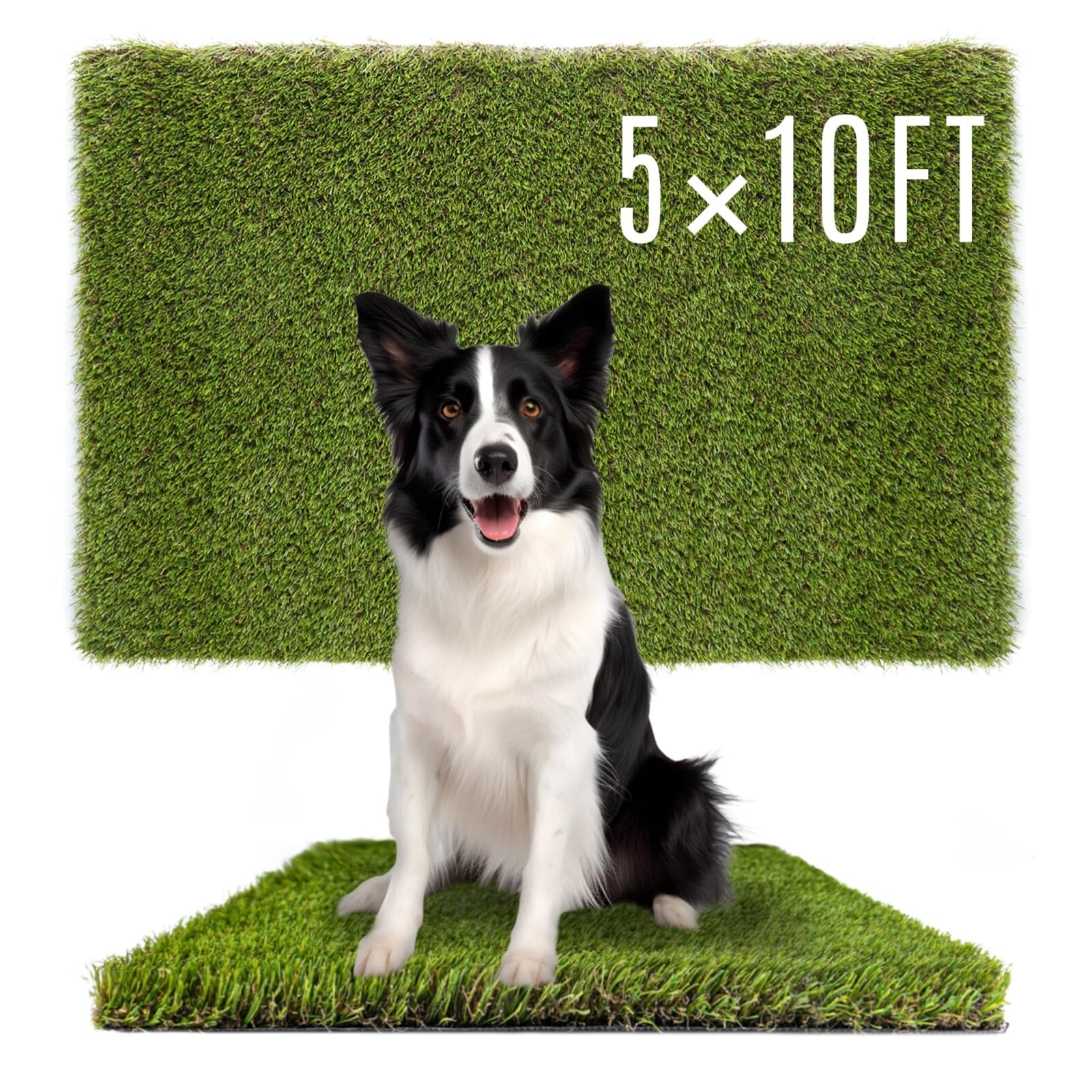 A black and white border collie sitting on a piece of artificial grass with dimensions "5 × 10 ft" displayed above.