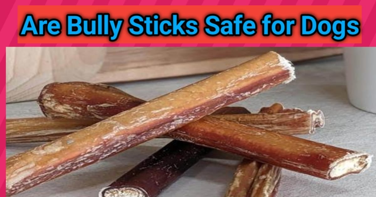 Are Bully Sticks Safe for Dogs Are Bully Sticks Safe for Dogs
