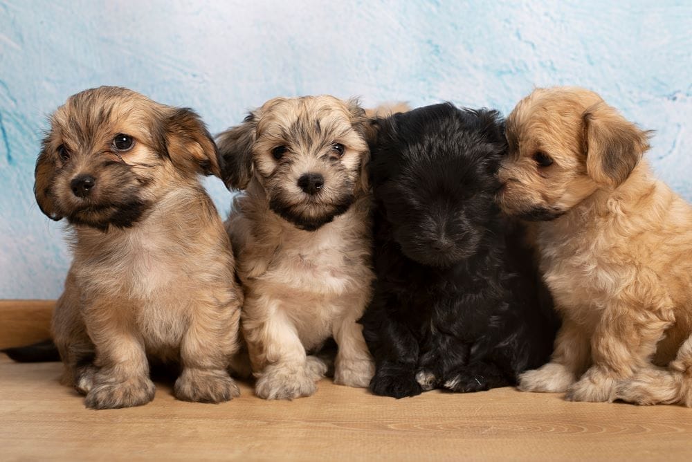 Four fluffy puppies sit closely together on a wooden floor against a pale blue background, with two beige puppies on the ends, a white and beige puppy second from the left, and a black puppy third from the left.